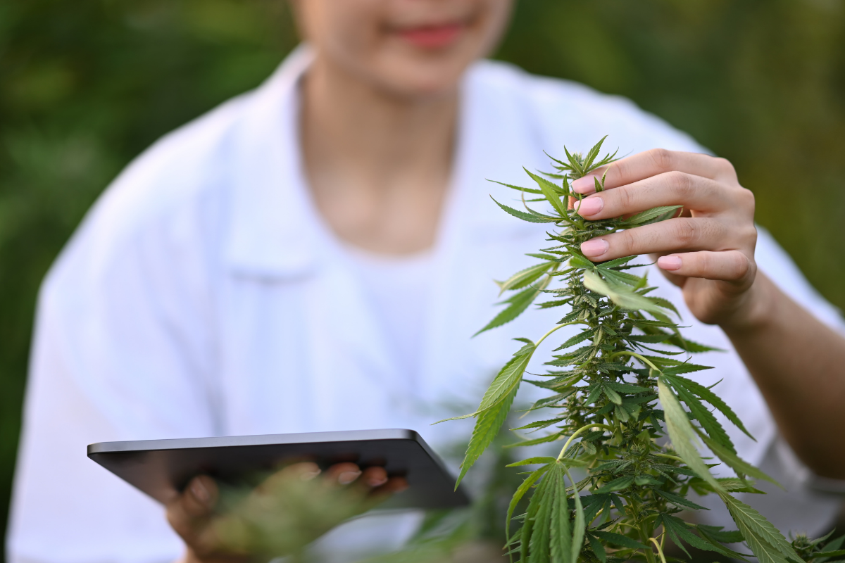 Is It Safe to Renew Your Medical Marijuana Card Online?